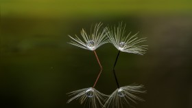 清新的蒲公英桌面壁纸