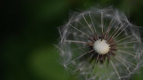清新的蒲公英桌面壁纸