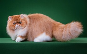 软萌可爱的小猫咪桌面壁纸