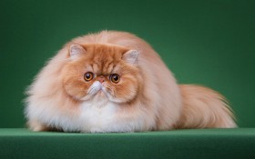 软萌可爱的小猫咪桌面壁纸