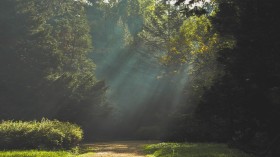 唯美绿色森林公园风景桌面壁纸