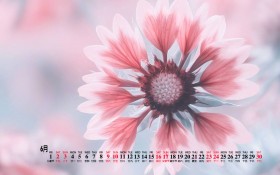 2018年6月小清新唯美花卉月历桌面壁纸