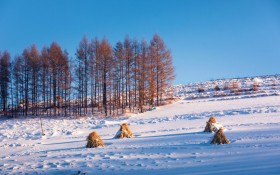 冬季唯美白色雪景桌面壁纸