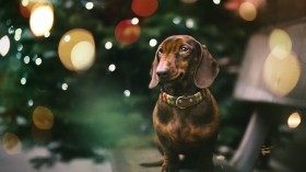 达克斯猎犬桌面壁纸