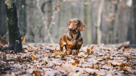 达克斯猎犬桌面壁纸