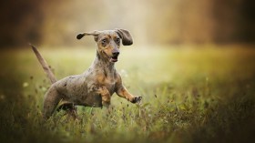 达克斯猎犬桌面壁纸