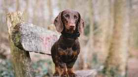 达克斯猎犬桌面壁纸