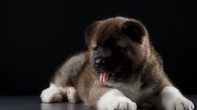 秋田犬狗狗桌面壁纸