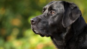 黑色拉布拉多犬桌面壁纸