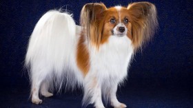 活泼可爱的蝴蝶犬桌面壁纸