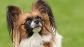 活泼可爱的蝴蝶犬桌面壁纸