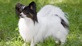 活泼可爱的蝴蝶犬桌面壁纸