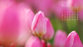 2018年9月梦幻花卉日历桌面壁纸