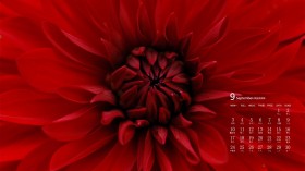 2018年9月梦幻花卉日历桌面壁纸