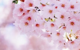 灿烂的樱桃花桌面壁纸