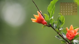 2019年5月护眼花卉植物日历桌面壁纸