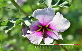 2019年7月日历桌面壁纸