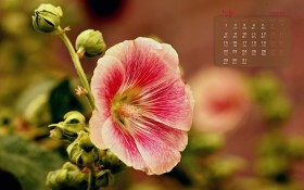 2019年7月日历桌面壁纸