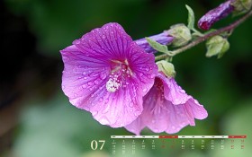 2019年7月日历桌面壁纸