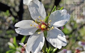 2018年11月淡雅的花朵日历桌面壁纸
