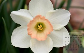 2018年11月淡雅的花朵日历桌面壁纸