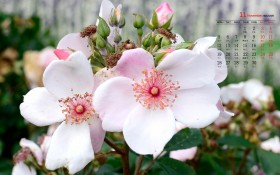 2018年11月淡雅的花朵日历桌面壁纸