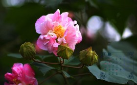 2019年10月芙蓉花日历桌面壁纸