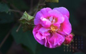 2019年10月芙蓉花日历桌面壁纸