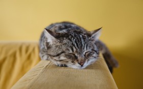 萌萌哒小猫咪桌面壁纸
