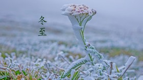 冬至24节气桌面壁纸