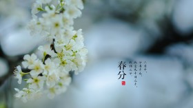 二十四节气之春分桌面壁纸