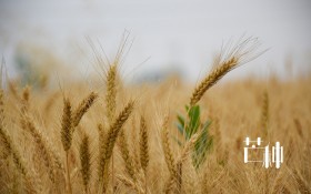 十二四节气芒种桌面壁纸