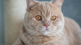 萌萌的英国短毛猫桌面壁纸
