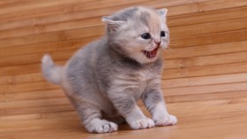 萌萌的英国短毛猫桌面壁纸