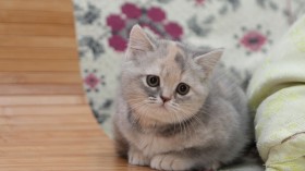 萌萌的英国短毛猫桌面壁纸