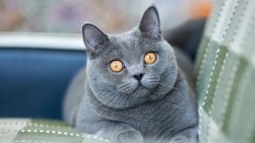萌萌的英国短毛猫桌面壁纸