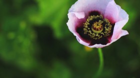 唯美清新的花朵微距桌面壁纸