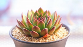 清新唯美的多肉植物桌面壁纸