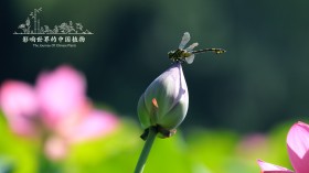 《影响世界的中国植物》纪录片桌面壁纸