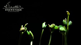 《影响世界的中国植物》纪录片桌面壁纸