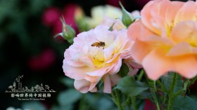 《影响世界的中国植物》纪录片桌面壁纸