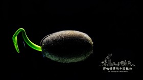 《影响世界的中国植物》纪录片桌面壁纸