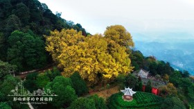 《影响世界的中国植物》纪录片桌面壁纸
