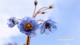 《影响世界的中国植物》纪录片桌面壁纸