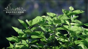 《影响世界的中国植物》纪录片桌面壁纸