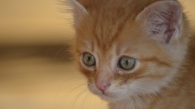 可爱无敌的小猫咪桌面壁纸