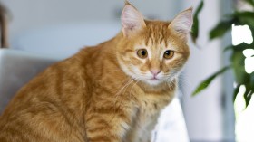 可爱无敌的小猫咪桌面壁纸