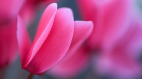 漂亮的仙客来鲜花桌面壁纸