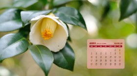 2019年11月山茶花日历桌面壁纸