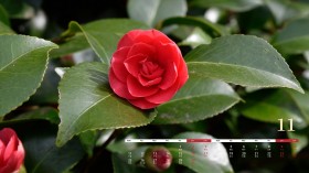 2019年11月山茶花日历桌面壁纸